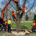 common tree removal mistakes