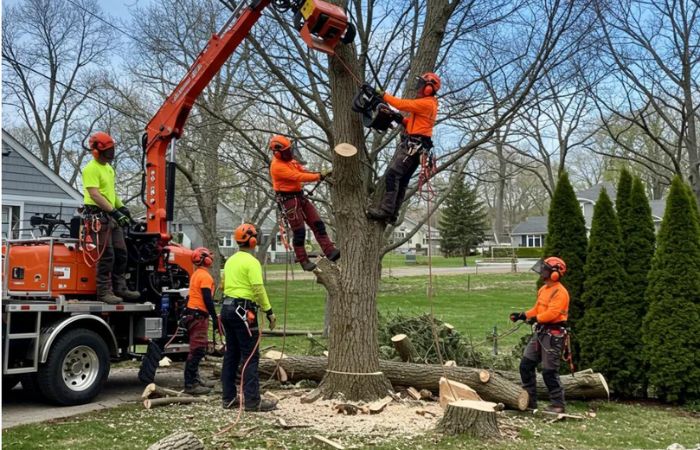 common tree removal mistakes