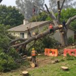 residential commercial tree removal properties