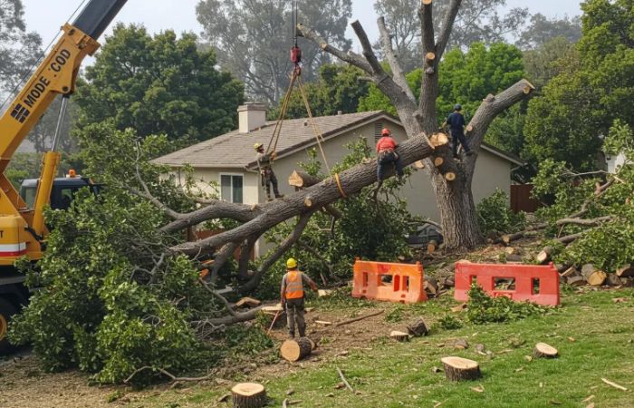 residential commercial tree removal properties