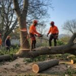 season tree removal in el cajon