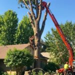 tree removal cost in el cajon