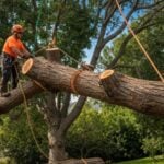 why hire a certified arborist