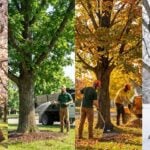 When Is the Best Time to Schedule Tree Maintenance