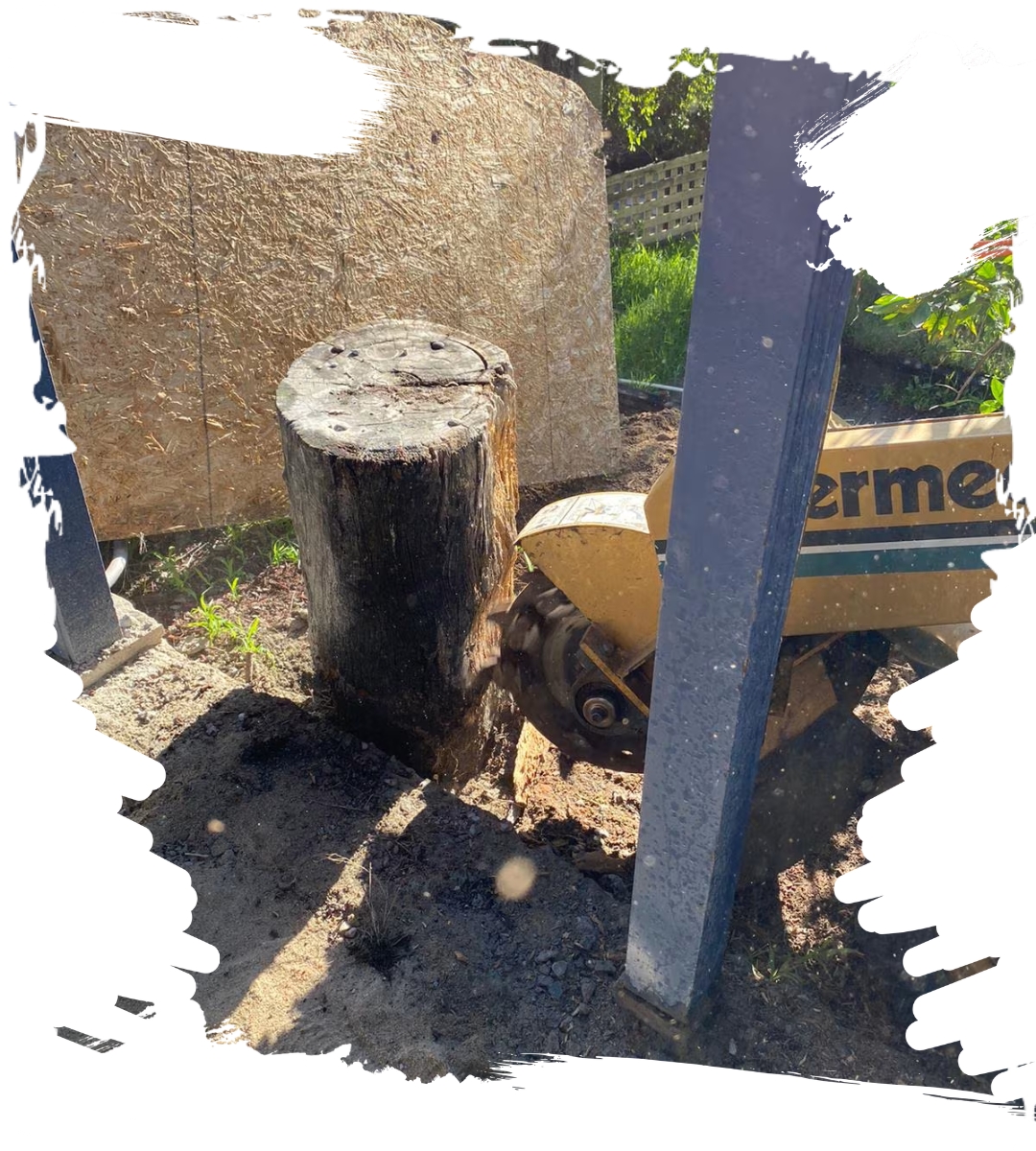 Tree Stump grinding service In San Diego