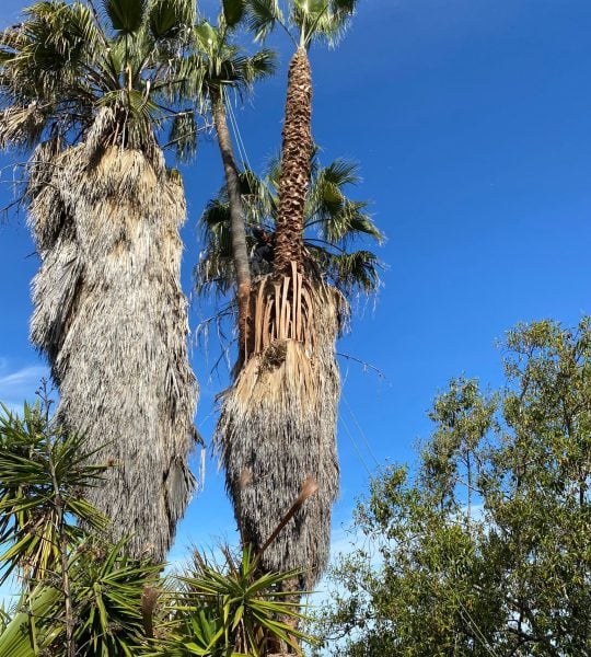 Palm Tree Removed In San Diego, CA