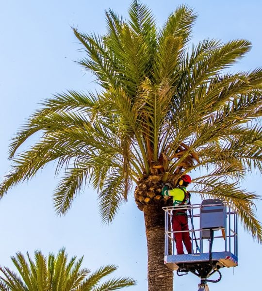 Palm Tree Removal In San Diego CA