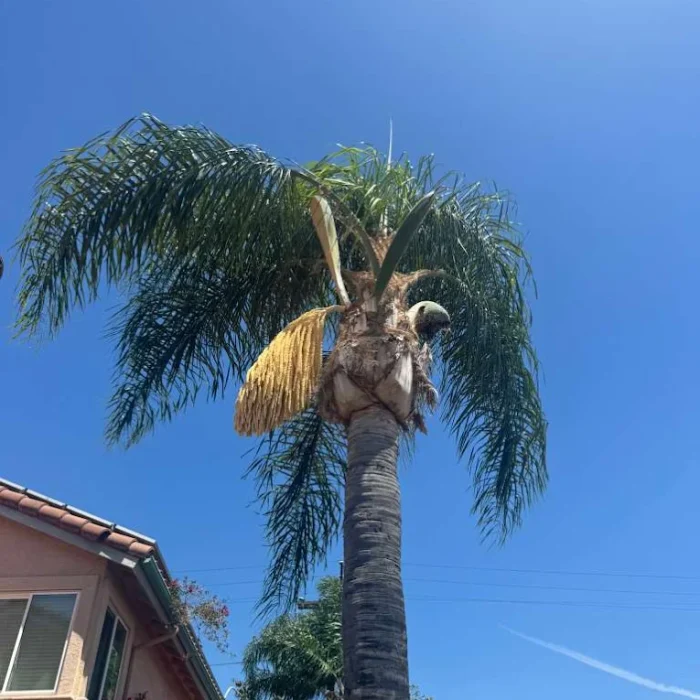 Safe and Reliable Tree Removal in Chula Vista, CA