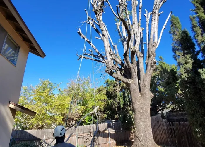 Removing an unwanted tree