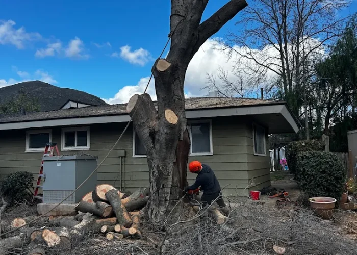 unnamed (31) Removing high-maintenance trees