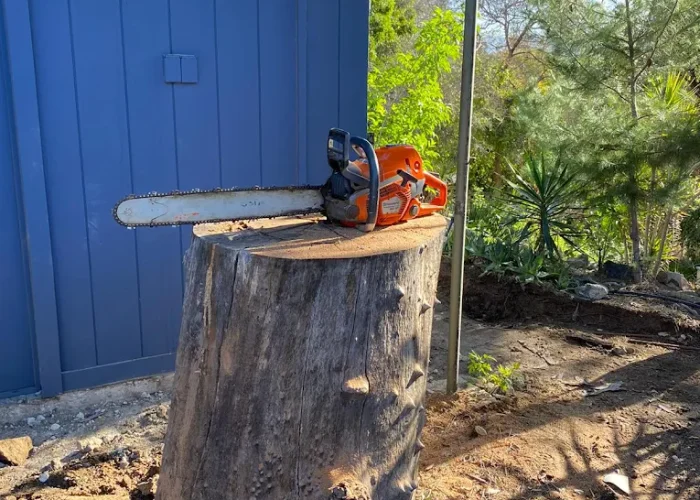 Get Reliable Tree Removal Services in Santee,