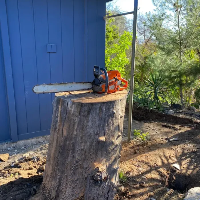 Get Reliable Tree Removal Services in Santee,