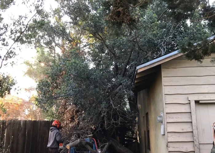 Professional Tree Removal in Santee, CA