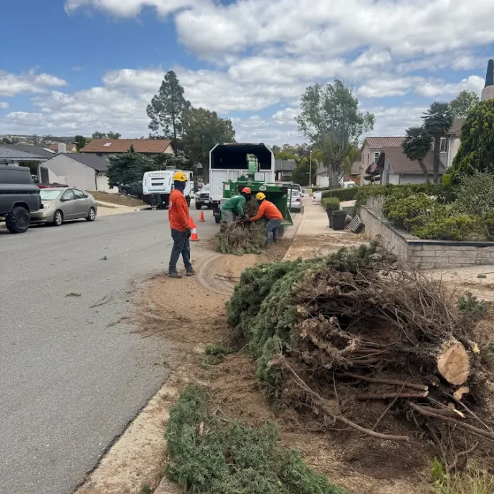 Tree Removal in Chula Vista, CA